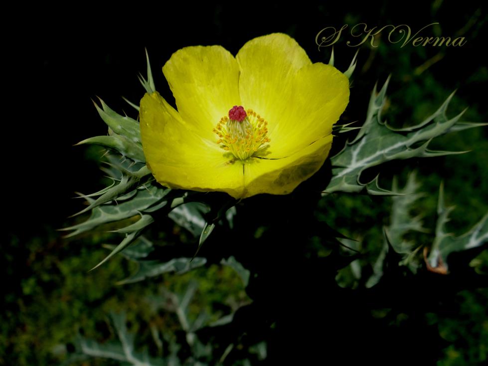  Flower